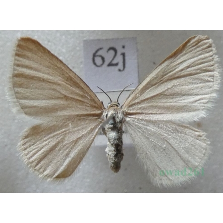 Minoa murinata (Scopoli, 1763) Niekrasek myszatek Czech62j